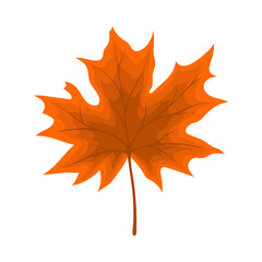 Maple Autumn Leaf