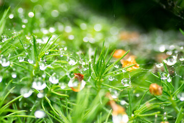 morning dew on a spider's web	