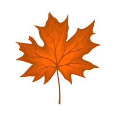 Maple Autumn Leaf