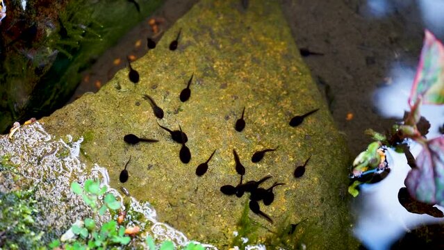 Tadpoles swimming in a pond