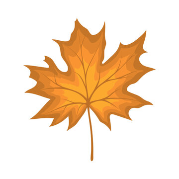 Maple Autumn Leaf