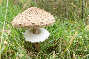 Parasol mushroom in grass