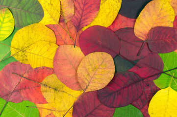 Autumn multicolored leaves. Texture bright autumn leaves. Autumn leaves concept