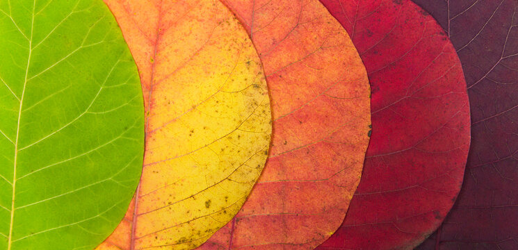 Autumn leaves macro texture. Multi-colored bright leaves with a color transition. Autumn leaves concept