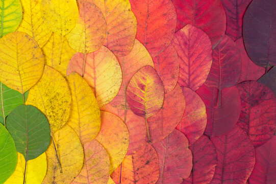 Autumn leaves - autumn gradient in color. Multicolored bright leaves texture. Autumn leaves concept