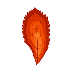 Autumn Rowan Leaf