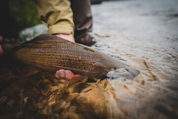Obraz premium Portrait of a grayling fly fishing 