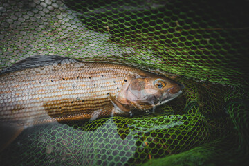 Grayling caught fly fishing in spring
