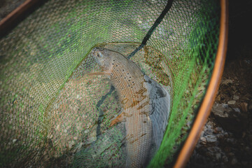 Portrait of a grayling fly fishing
