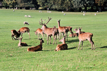 A view of a Red  Deer in the Cheshire Countryside