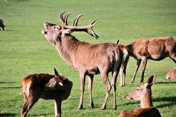 Naklejka na ściany i meble A view of a Red Deer in the Cheshire Countryside