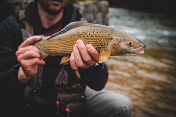 Portrait of a grayling fly fishing	