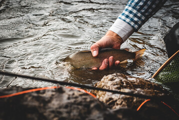 Fish caught while fly fishing in nature