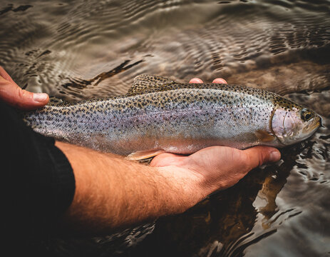 Fish caught while fly fishing in nature