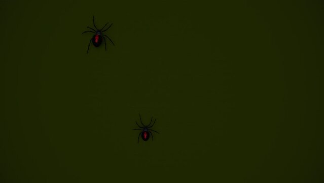 Black widow spiders crawling up wall 3d seamless loop