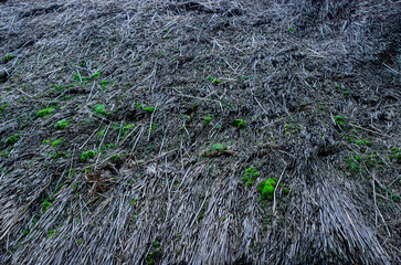 The thatched roof texture of an old house