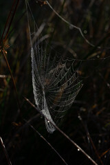 Spider web in the morning dew	