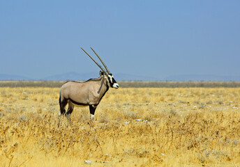 Isolated Gemsbok Oryx standing on the yellow dry plains, with the empty Etosha Savanna in the...