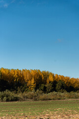 Fototapeta premium a year with an incredible autumn