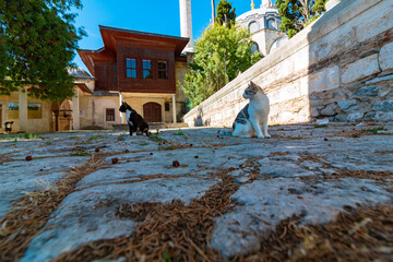 Two stray cats in the garden of a mosque in Istanbul