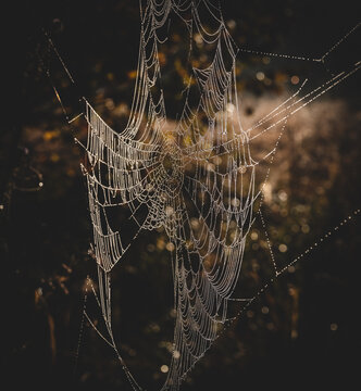 Spider Web In The Morning Dew	