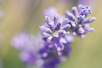 Wild field and blue flower lavender