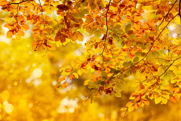 Beautiful golden autumn leaves background with bokeh 