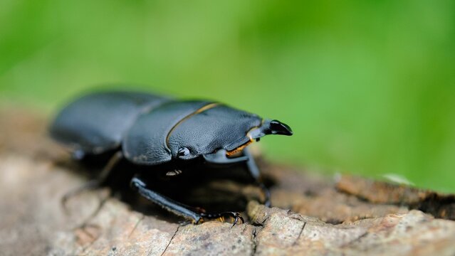 Closeup of a lesser stag beetle (Dorcus parallelipipedus)