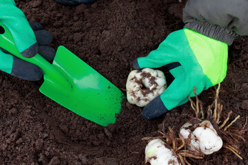 A gloved gardener transplants lily bulbs. Autumn seasonal works in the garden