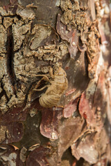 Dried shell of a cicada stuck to tree resin