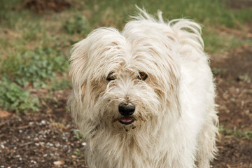 Adorable white shaggy stray street dog closeup