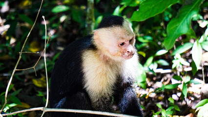 white-faced capuchin