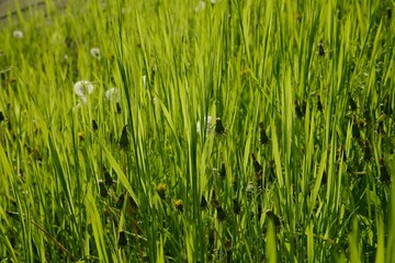 Obraz premium Green Grass Field