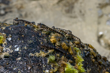 Rockskipper also known as combtooth blenny, resting on rocks on ilot sancho island, Mauritius