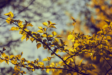 autumn park with yellow and red leaves