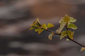 Leafy branch