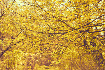 autumn park with yellow and red leaves