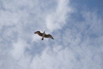 Lonely seagull