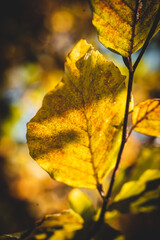 Obraz premium beautiful leaf in autumnal color, red, orange, yellow