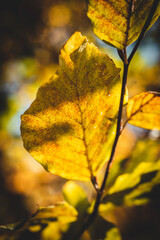 Fototapeta na wymiar beautiful leaf in autumnal color, red, orange, yellow