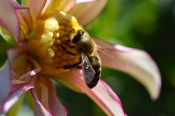 Biene auf einer blühenden Dahlie