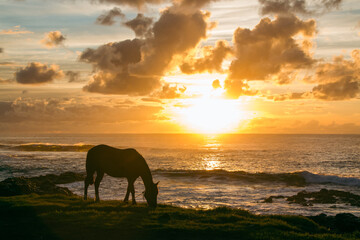 caballo al atardecer a orillas del mar