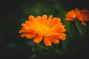 macro shot of a strong orange flower
