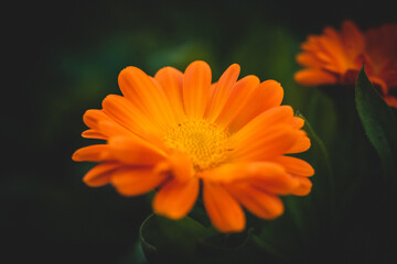 macro shot of a strong orange flower	