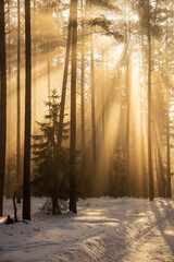 Misty morning in a sunny winter forest