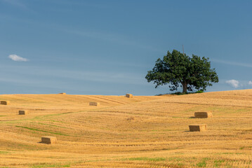 Baled Straw. Victor, New York