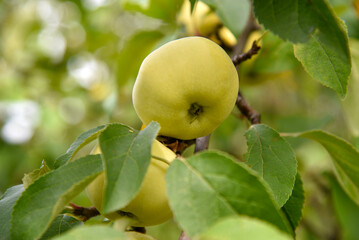 Ripe yellow apples on a green tree in the garden. Juicy apple on a branch.