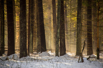 Misty morning in a sunny winter forest