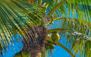 Tropical natural palm tree coconuts blue sky in Mexico.