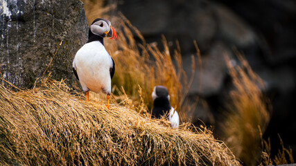 puffin looks at the horizon